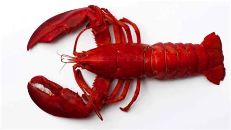 lobster pprn|The Lobster .